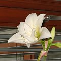 odmiana 'Jewel' - 25 marca 2008 #amarylis #Hippeastrum #hydroponika #Jewel