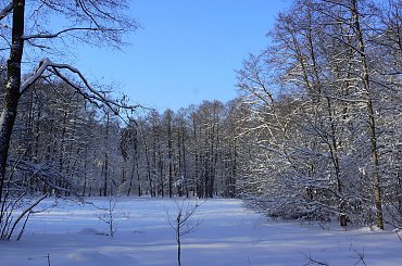 Rudy,zima,park #Rudy #zima #park