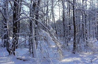 Rudy,zima,park #Rudy #zima #park