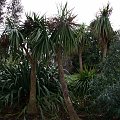 Royal Botanic - Edynburgh