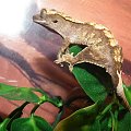 #RhacodactylusCiliatus #GekonOrzęsiony #CrestedGecko