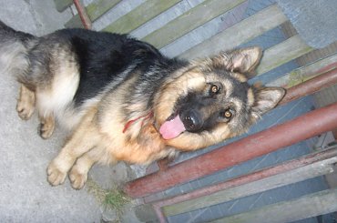 #owczarek #niemiecki