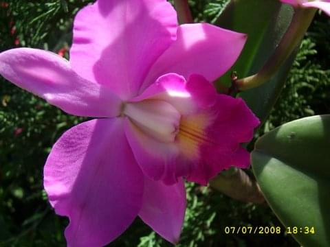 Cattleya "Secret love" in summer
latem