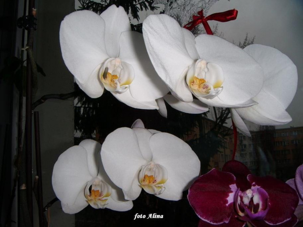 orchidea