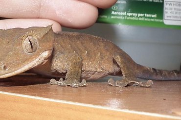 #RhacodactylusCiliatus #CrestedGecko #GekonOrzęsiony