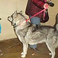 husky Wiliam 6.02.2009r