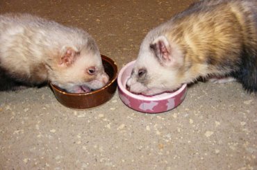 #fretka #Palstuś #Kubuś #jadzenie #jajko #mięsko #kąpiel #ćwiczenia