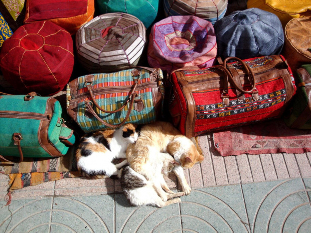 As-Sawira - wietrzne miasto. Suku, mnóstwo ludzi łazi i kupuje, a te trzy sierściuchy śpią w najlepsze :) A! Maroko to państwo kotów, są uznawane za święte :) #Maroko