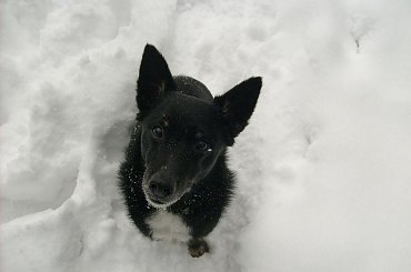 masza #AlaskanMalamute