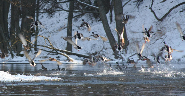 Rzeka Brda - 25.02.2011 - zdjęcie z samotnego spływu kajakowego. #Brda #ptactwo #kaczki