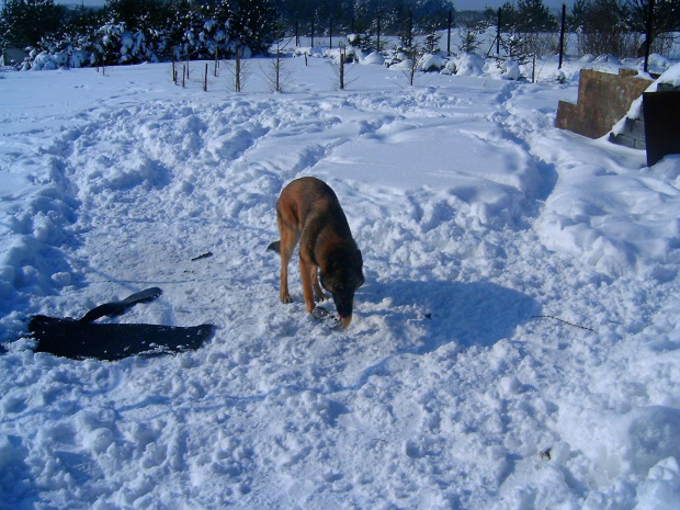 Dobry snieg tylko troche zimny. #melka #zima #pies #dog #suka #suczka #młody #szczeniak #mróz #snieg #zaspy #szalenstwo #szaleństwo #uszy #nos #piesek #gryzon #luty #piesio #owczarek #niemiecki #ogon #łapy #zabawa