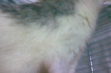 #szczury #piękne #chyna #szczur