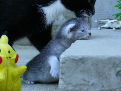 Pierwsza poważna przeszkoda - schodek!
Pluszak dzielnie sekunduje: "łapami go, łapami!" ;-) #kot #kociak