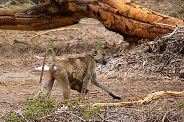 Pawiany,Kenia #wakacje #przyroda #zwierzęta #Kenia