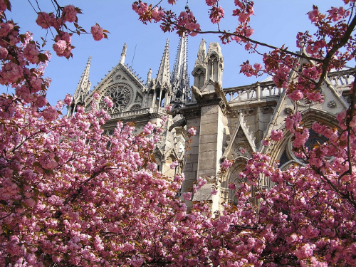 Spacerując wiosną po wyspie La Cite można ujrzeć tak malowniczą oprawę elementów gotyckiej fasady katedry Notre Dame. #Paryż #Francja