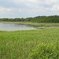POLESIE - Sobiborski Park Krajobrazowy, rezerwat Żółwiowe Błota #Polesie #SobiborskiParkKrajobrazowy #jezioro