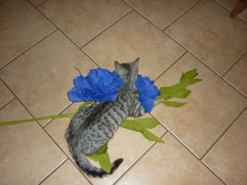 kwiat wysoki i szczęśliwy kot