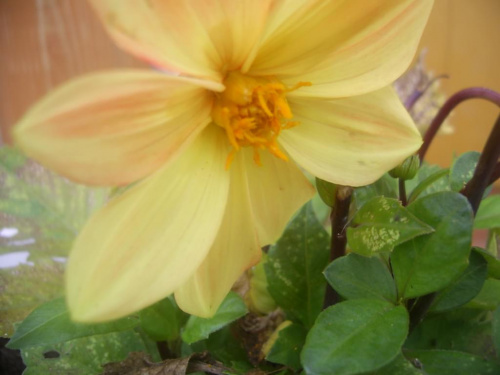 żółte kwiatki 03.09.08