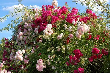 Flowers #Flowers #Kwiaty