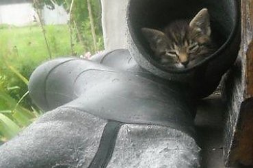 kot w bucie : ) #kot #but