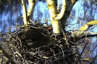 Czy to bielik ? #Gniazda