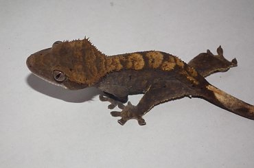 #RhacodactylusCiliatus #CrestedGecko #GekonOrzęsiony