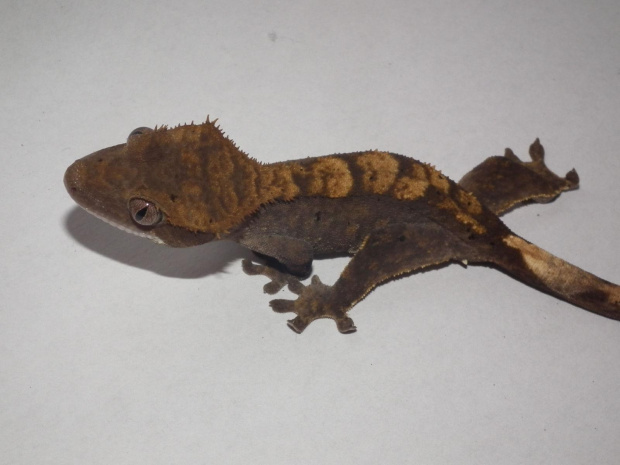 #RhacodactylusCiliatus #CrestedGecko #GekonOrzęsiony