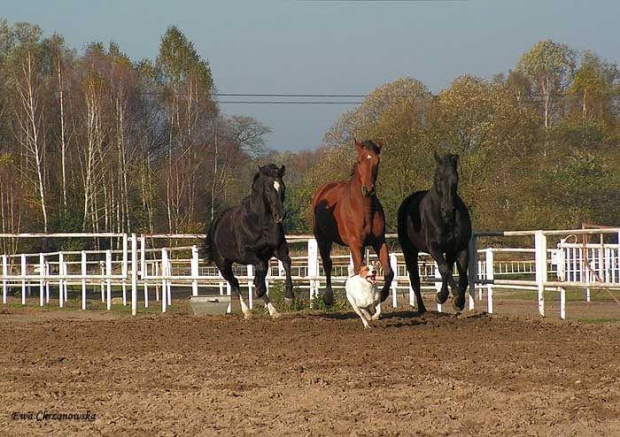 2008.10.26 Konie w Stodołach