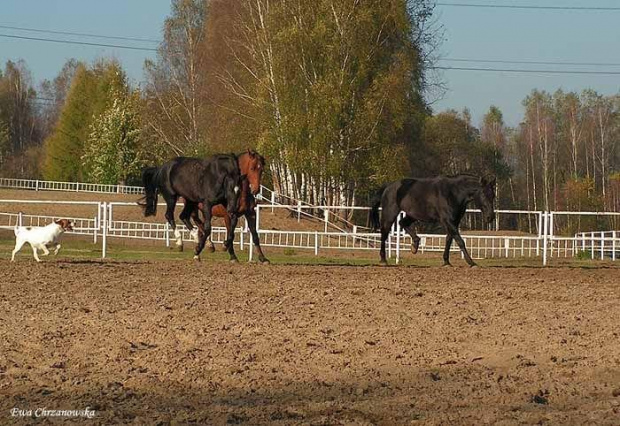 2008.10.26 Konie w Stodołach