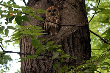 Sowa w parku praskim #sowa #ParkPraski #drzewo