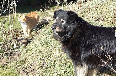 Kot stróżujący #pies #kot #Pusia #Rek #Franciszek #Rochowczyk #Warszawa #Wawer