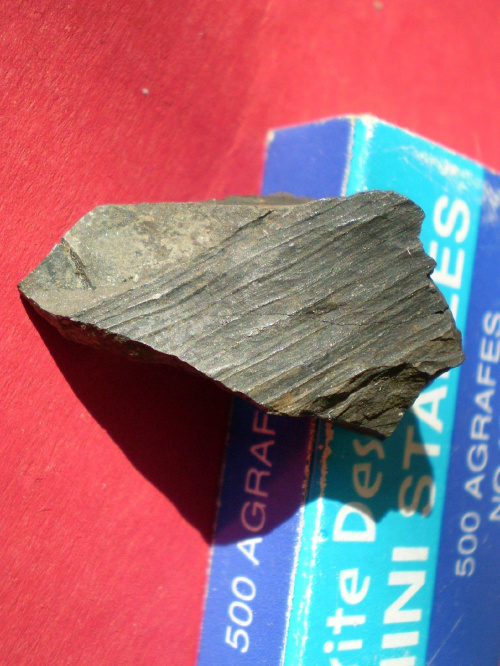 Fragment skrzypa Calamites sp. Długość okazu - 2,8 cm . Wiek : górny karbon – dolny perm . Data znalezienia : 2003 .