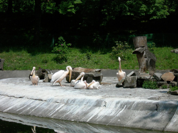 CHORZOWSKIE ZOO
WYPRAWA NR 2 :]