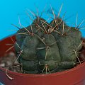 Gymnocalycium andreae ???