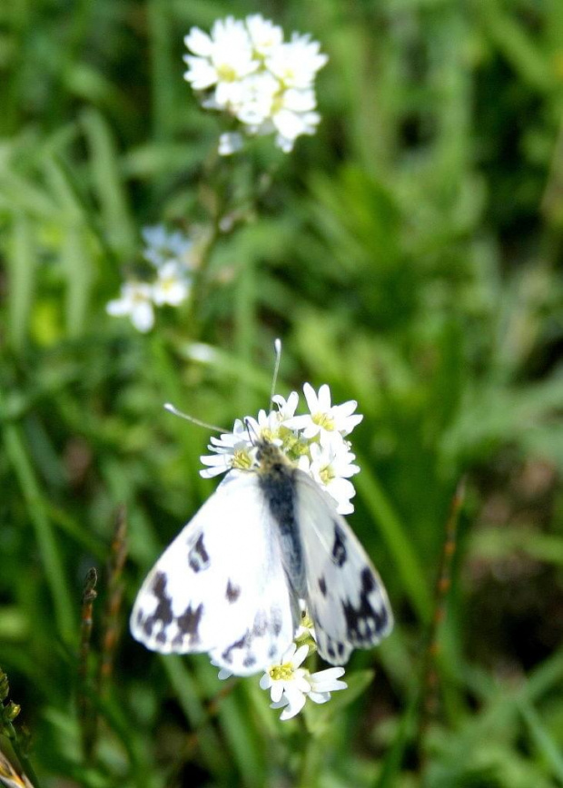 #łąka #kwiatki #motyl #natura