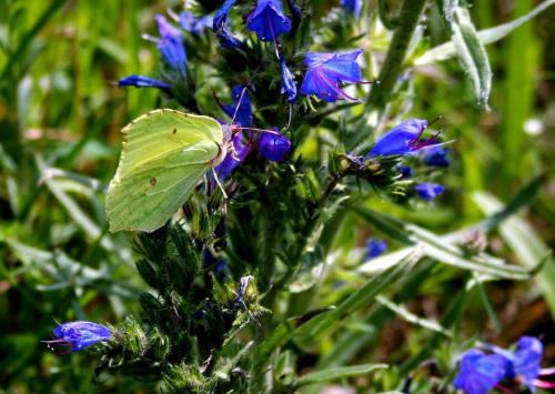 Listkowiec cytrynek - (Gonepteryx rhamni) #łąka #motyl #kwiatki #natura
