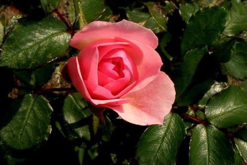 Wszystkim Izabelom w Dniu Imienin z najlepszymi Życzeniami #róża #imieniny #Izabela #Izabella #kwiat