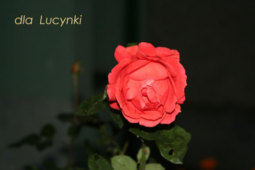 dla Lucynki na urodziny #Lucynka #urodziny #turecka