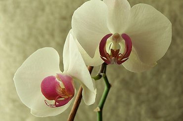 biały #storczyk #kwiat