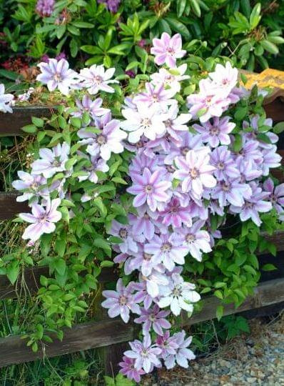 clematis