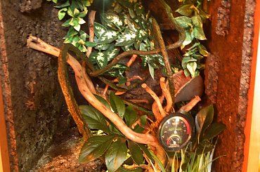 #CrestedGecko #GekonOrzęsiony #RhacodactylusCiliatus