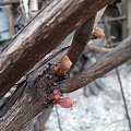 Stare pędy winogrona powolutku budzą się z zimowego uśpienia :))