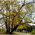 Trochę jesieni w Parku Miejskim-"fasolowe" drzewo #jesień #WParku #StareDrzewa #liście #spacer #Gda