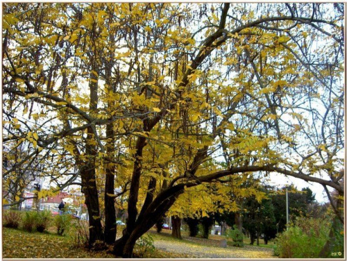 Trochę jesieni w Parku Miejskim-"fasolowe" drzewo #jesień #WParku #StareDrzewa #liście #spacer #Gda