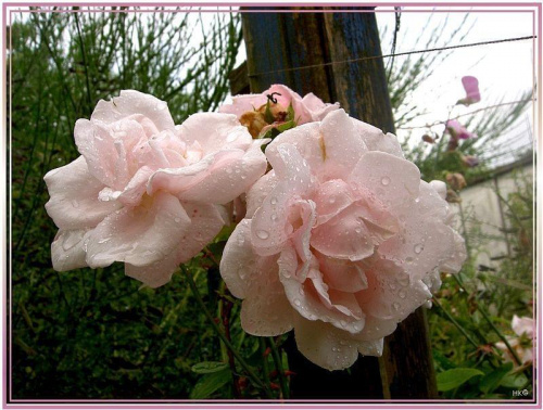 z mojej ogromnej kolekcji ogrodowej, radosc dla oczu i moja duma... #róże #WOgrodzie #kwiaty #piękno
