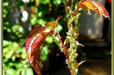 nie lubiane ale sa wszędzie! #makro #ZBliska #roślinki #mszyce #owady