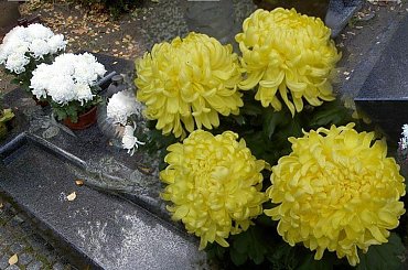 Jesień na cmentarzu to czas zniczy i chryzantem #ŚwiętoZmarłych #NaCmentarzu #jesień #listopad