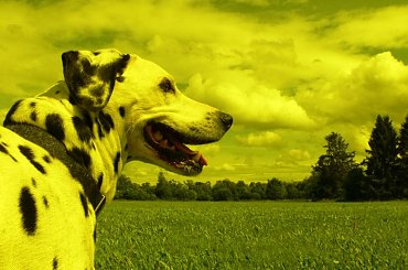 To jest moja stara sloneczna przyjaciolka !! #Dara