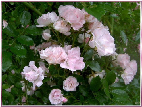 Moje róże, te zwykłe, maleńkie i dzikie ale jak pełne uroku! #róże #WOgrodzie #kwiaty #piękne