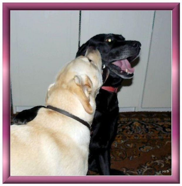 Namalowane-przyjaciółki czyli Ness i Xena #namalowane #inaczej #przeróbki #Xena #psy #przyjaźń #labradory